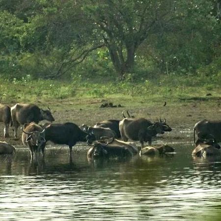 All View Safari Resort 达瓦拉维 外观 照片