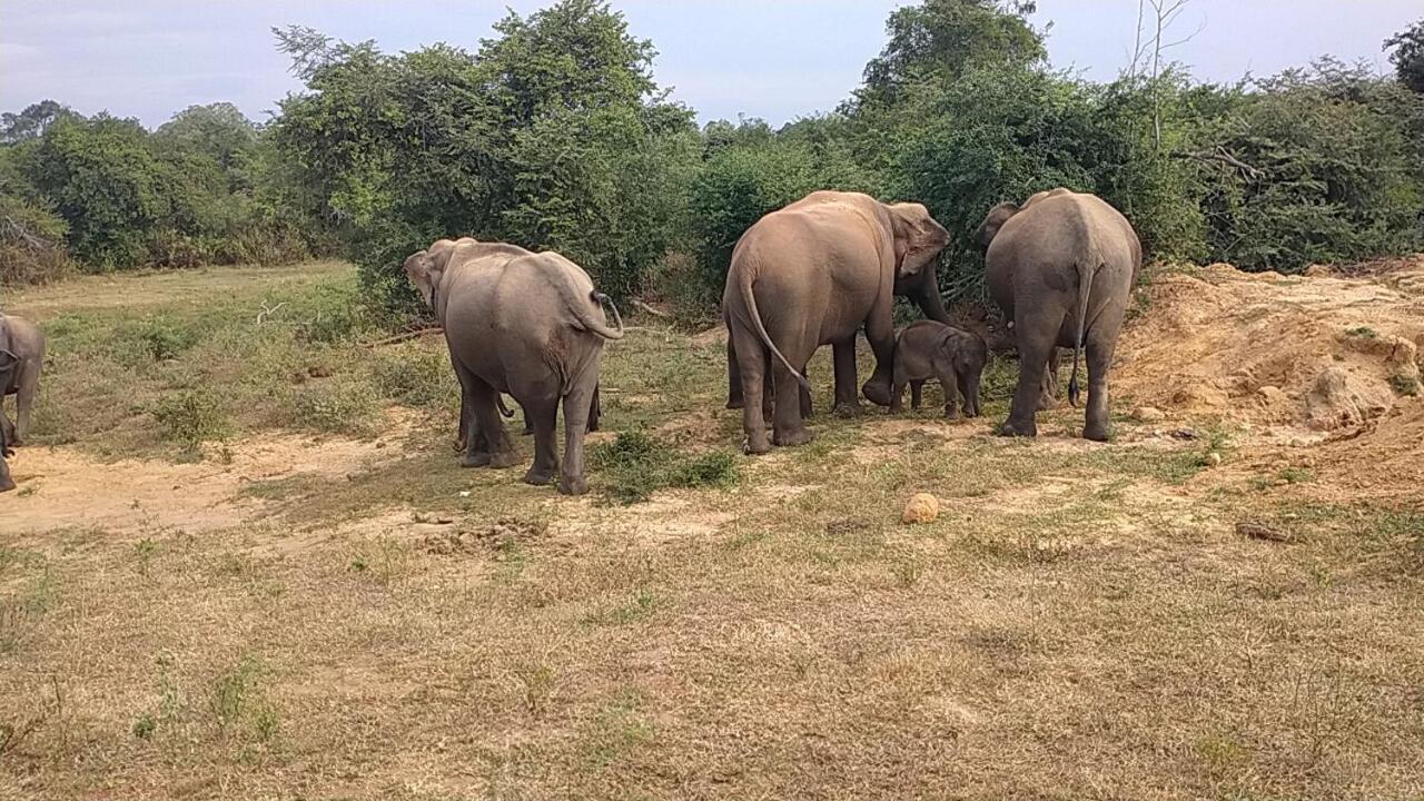 All View Safari Resort 达瓦拉维 外观 照片