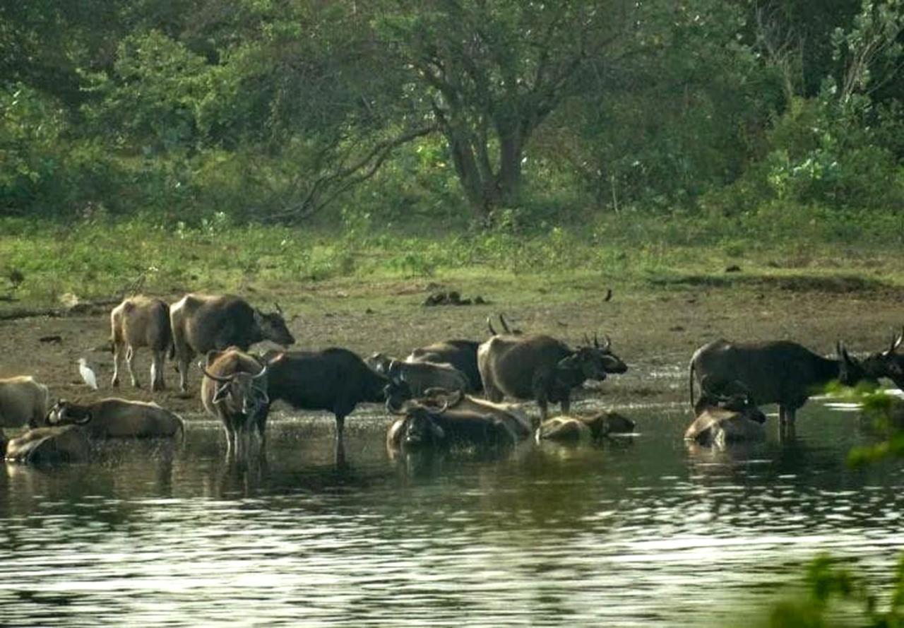 All View Safari Resort 达瓦拉维 外观 照片